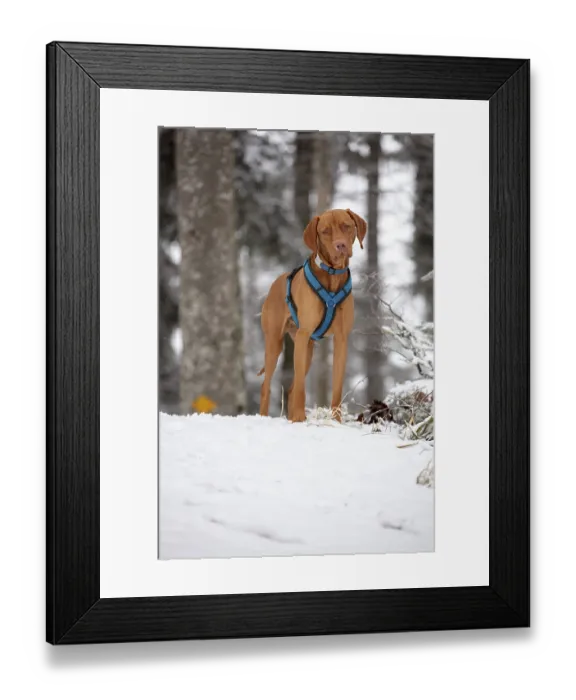Framed Print : RoevidszOErU Magyar Vizsla, Hungarian short-haired pointing dog