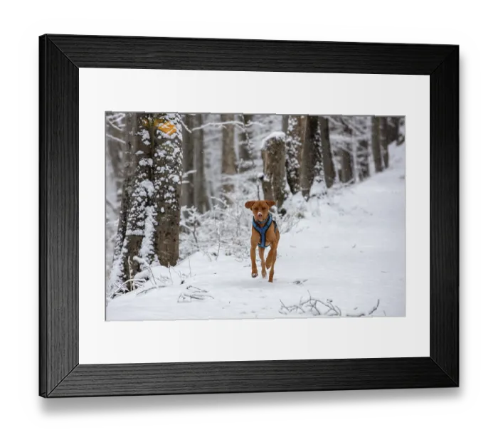 Framed Print : RoevidszOErU Magyar Vizsla, Hungarian short-haired pointing dog