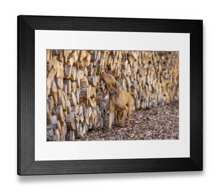 Framed Print : RoevidszOErU Magyar Vizsla, Hungarian short-haired pointing dog