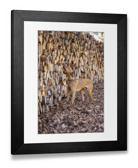 Framed Print : RoevidszOErU Magyar Vizsla, Hungarian short-haired pointing dog