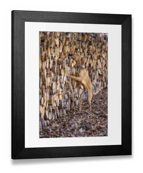Framed Print : RoevidszOErU Magyar Vizsla, Hungarian short-haired pointing dog