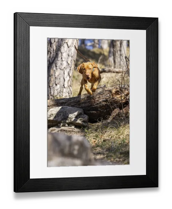 Framed Print : RoevidszOErU Magyar Vizsla, Hungarian short-haired pointing dog Framed Print : RoevidszOErU Magyar Vizsla, Hungarian short-haired pointing dog