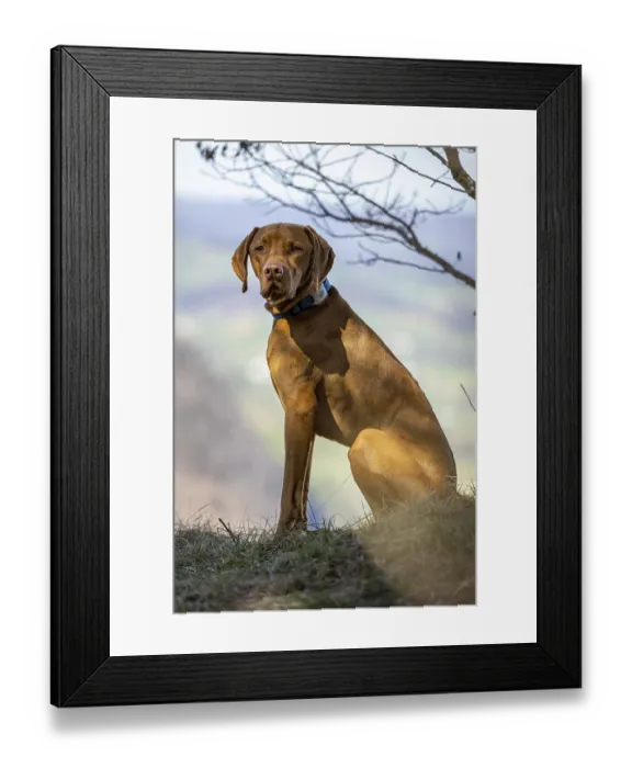 Framed Print : RoevidszOErU Magyar Vizsla, Hungarian short-haired pointing dog Framed Print : RoevidszOErU Magyar Vizsla, Hungarian short-haired pointing dog