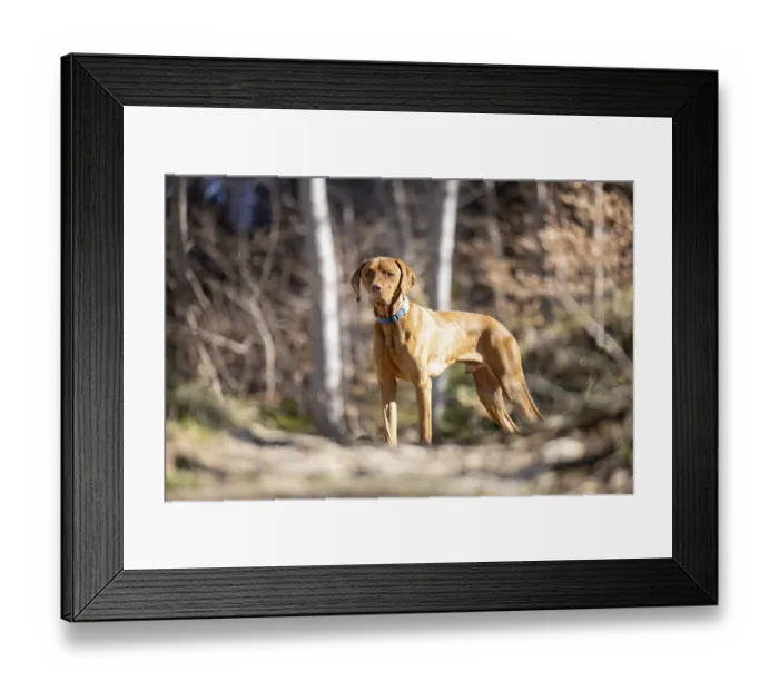 Framed Print : RoevidszOErU Magyar Vizsla, Hungarian short-haired pointing dog