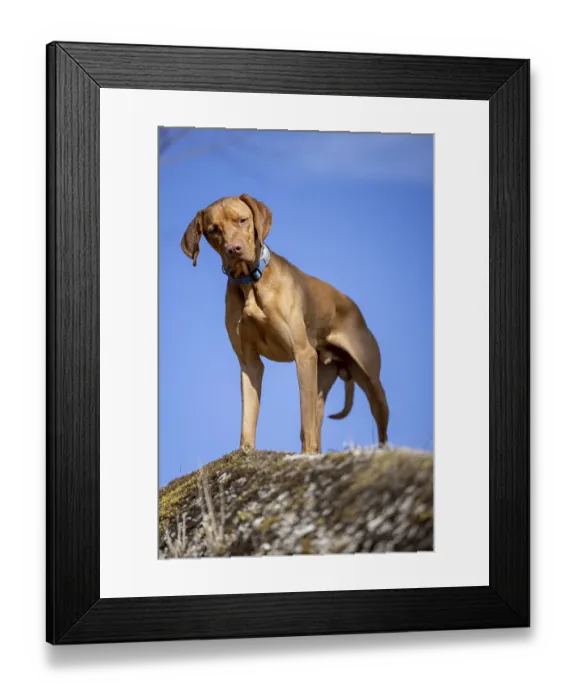 Framed Print : RoevidszOErU Magyar Vizsla, Hungarian short-haired pointing dog