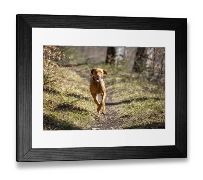 Framed Print : RoevidszOErU Magyar Vizsla, Hungarian short-haired pointing dog