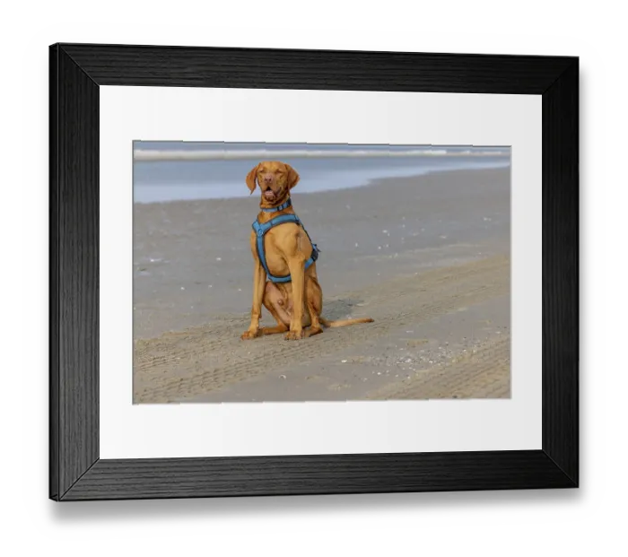 Framed Print : Vizslar dog on the beach, portrait dog Framed Print : Vizslar dog on the beach, portrait dog