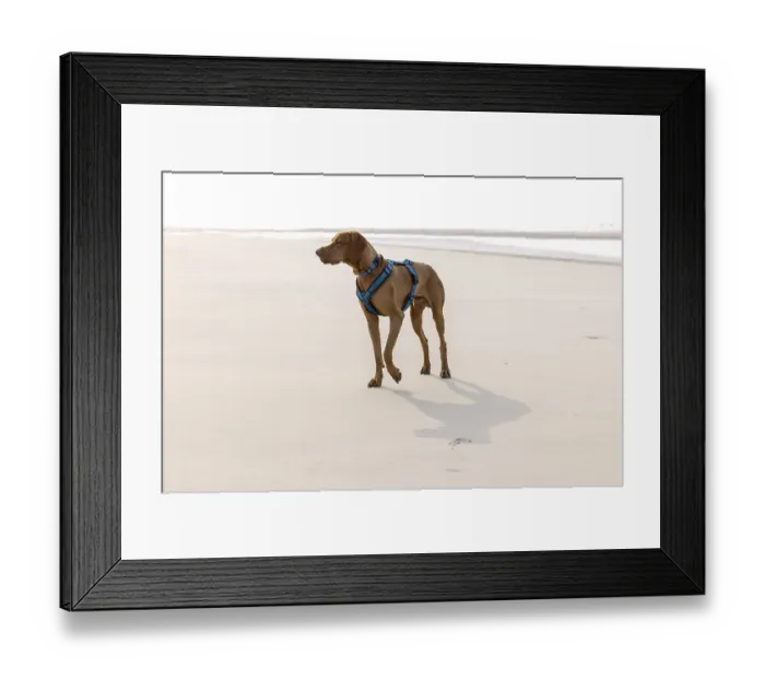 Framed Print : Vizslar dog on the beach, portrait dog