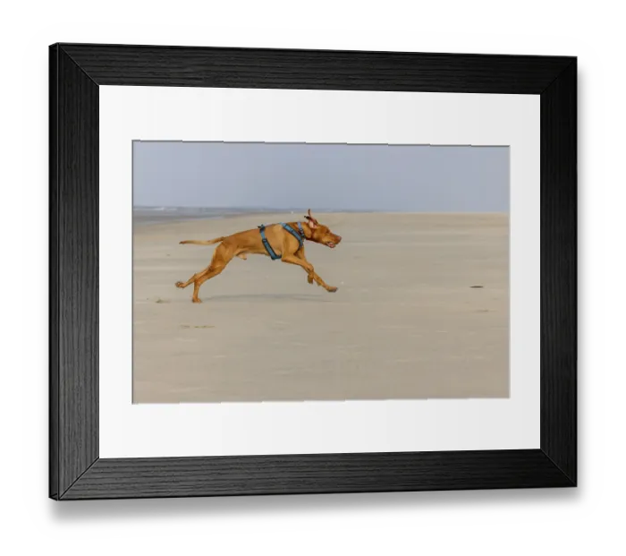 Framed Print : Vizslar dog, Magyar Vizsla, at full gallop