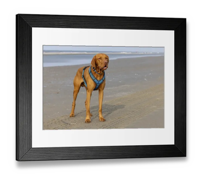 Framed Print : Vizslar male dog, Magyar Vizsla Framed Print : Vizslar male dog, Magyar Vizsla