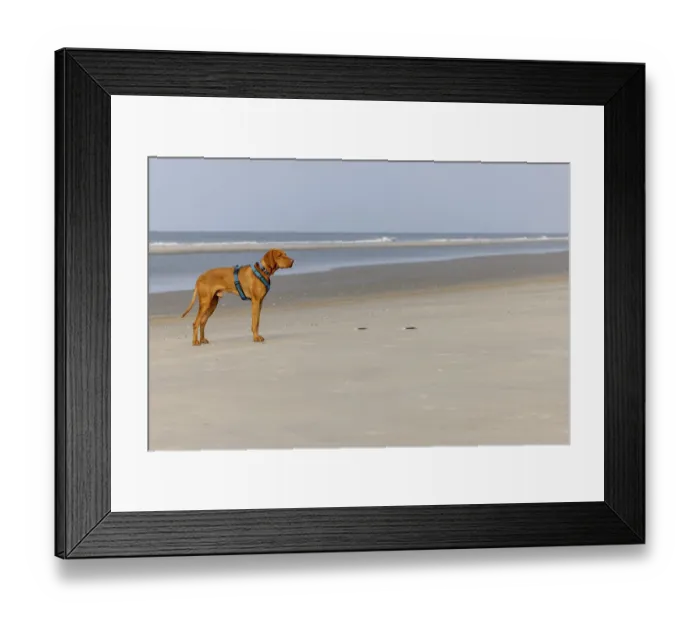 Framed Print : Vizslar male dog, Magyar Vizsla