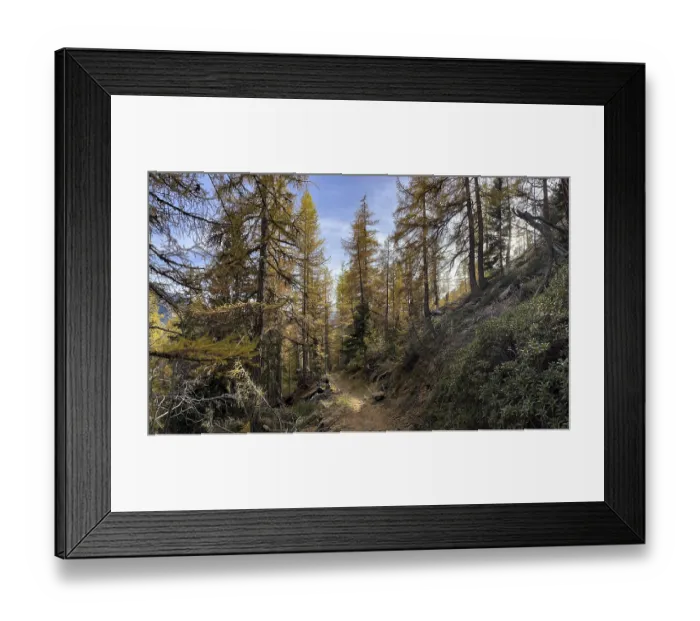 Framed Print : Hiking trail, light larch forest in autumn