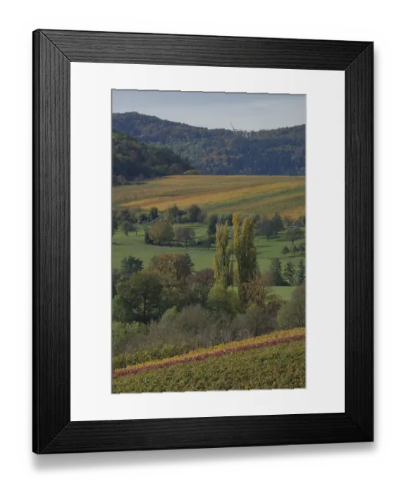 Framed Print : Autumn vineyards near Michelbach am Wald
