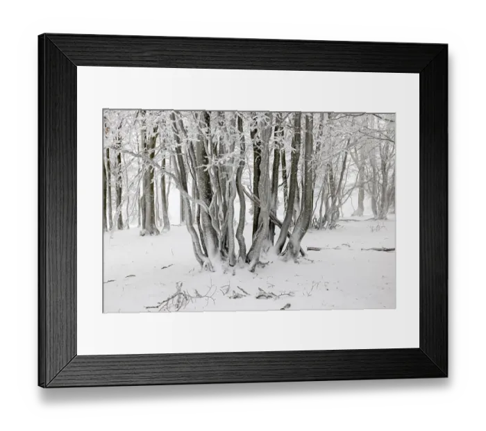 Framed Print : Winter beech forest with hoarfrost on the trees and fog on Mount Kandel