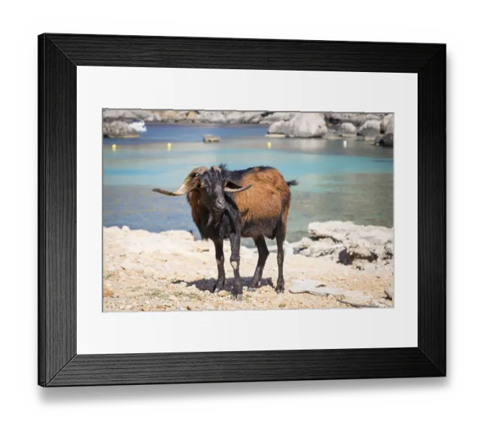 Framed Print : Male wild domestic goat (Capra aegagrus hircus)