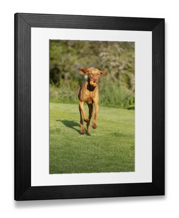 Framed Print : Young Vizsla male, 15 months, in the garden Framed Print : Young Vizsla male, 15 months, in the garden