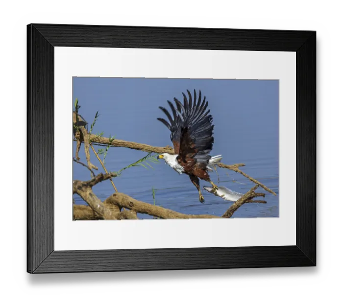 Framed Print : African Fish Eagle (Haliaeetus vocifer)