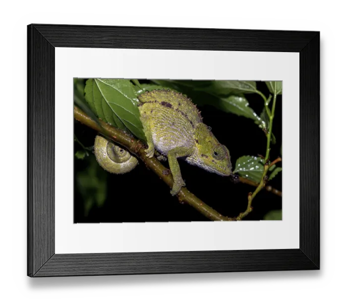 Framed Print : Blue legged Chameleon, (Calumma crypticim)