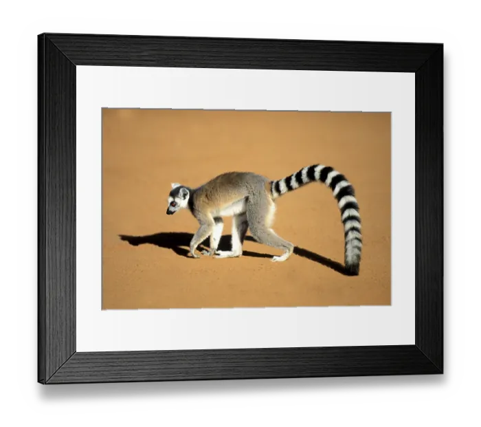 Framed Print : Crown sifaka, Madagascar, Coquerels crown sifaka