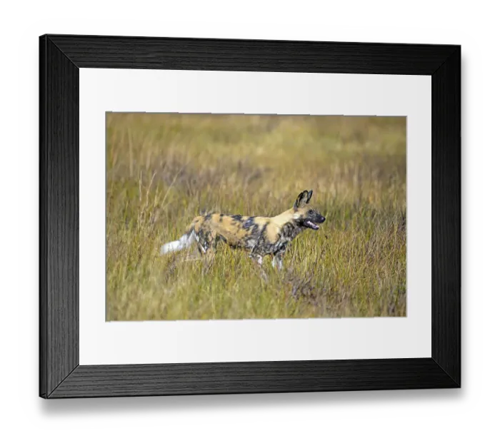 Framed Print : African wild dog (Lyacon pictus) Botswana