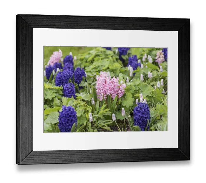 Framed Print : Hyacinth (Hyacinthus orientalis Fondant')