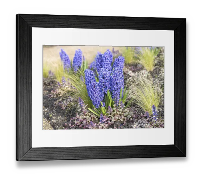 Framed Print : Hyacinth (Hyacinthus orientalis Blue Jacket')