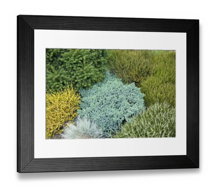 Framed Print : Blue dwarf juniper (Juniperus squamata Blue Star') Framed Print : Blue dwarf juniper (Juniperus squamata Blue Star')