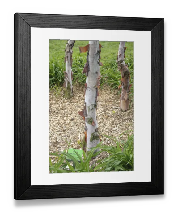 Framed Print : Copper birch (Betula albosinensis var)