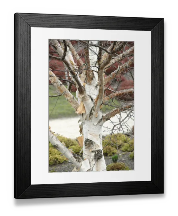 Framed Print : Erman's birch (Betula ermanii) Framed Print : Erman's birch (Betula ermanii)