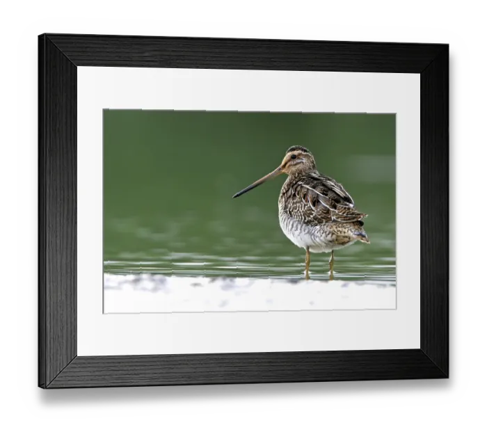 Framed Print : Common snipe (Gallinago gallinago) Framed Print : Common snipe (Gallinago gallinago)