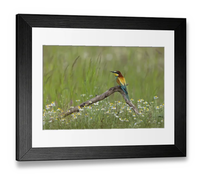 Framed Print : Bee-eater, (Merops apiaster), perch