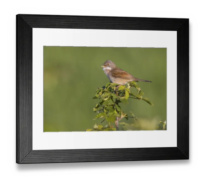 Framed Print : Common whitethroat (Sylvia communis)