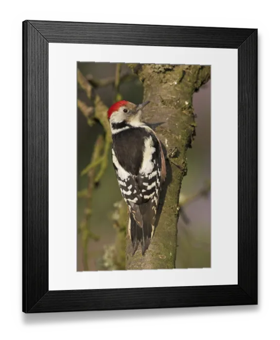 Framed Print : Middle spotted woodpecker (Dendrocopos medius)