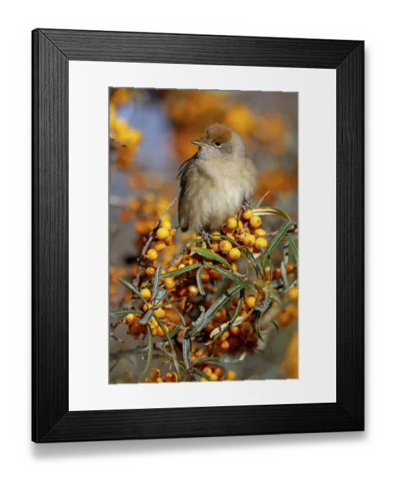 Framed Print : Blackcap (Sylvia atricapilla), Fauvette a tete noire