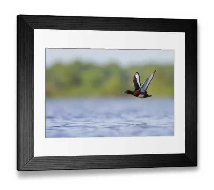 Framed Print : Ferruginous Duck, Ferruginous Pochard