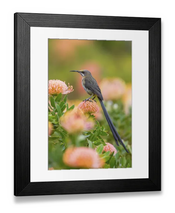 Framed Print : Cape sugarbird (Promerops cafer)
