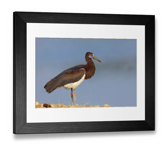Framed Print : Abdim's stork, rain stork