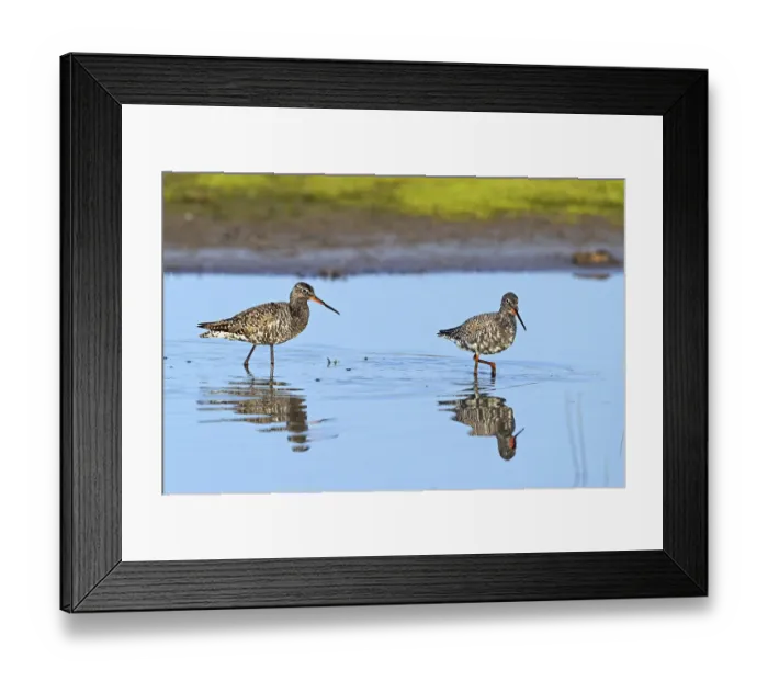 Framed Print : Spotted Redshank, (Sringa erythropus) Framed Print : Spotted Redshank, (Sringa erythropus)