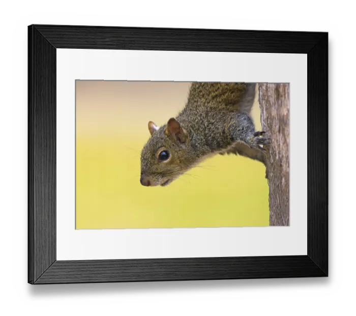 Framed Print : Grey squirrel, (Sciurus carolinensis)