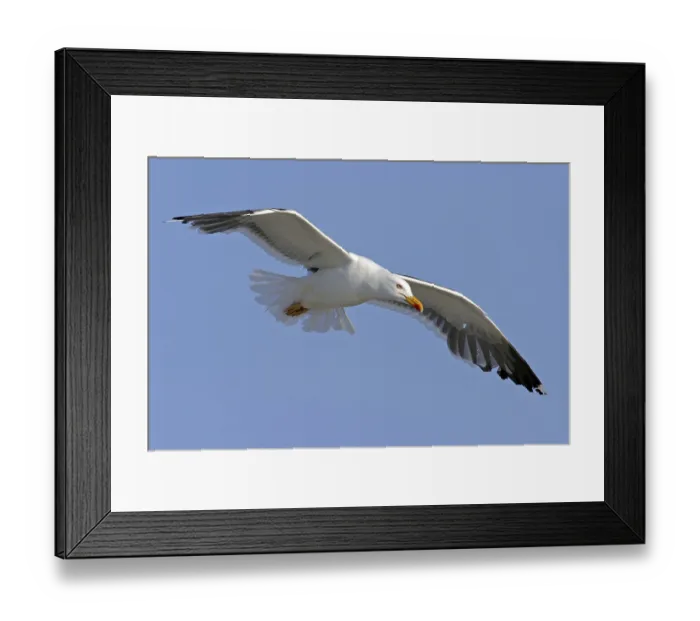 Framed Print : Herring gull, (Larus fuscus), migratory bird
