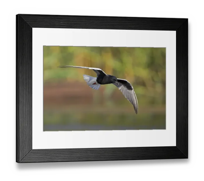 Framed Print : White-winged Tern, (Chlidonias leucopterus)