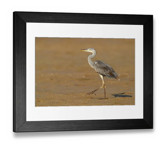 Framed Print : Great Egret, Heron, Foraging, (Ardea cinerea) Muscat