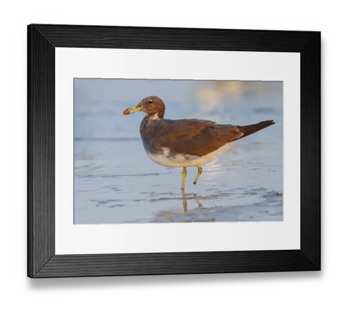 Framed Print : Hemprich's Gull, (Ichthyaetus hemprichii) Framed Print : Hemprich's Gull, (Ichthyaetus hemprichii)