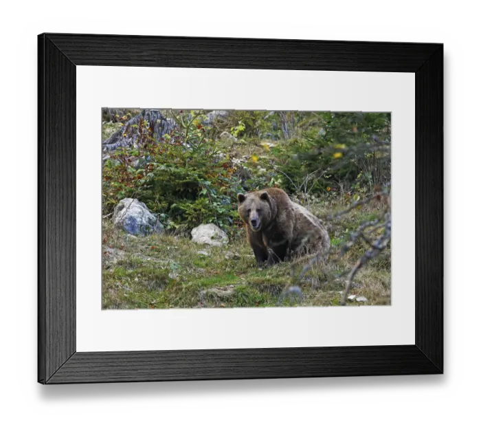 Framed Print : European brown bear (Ursus arctos) in autumn coloured forest Framed Print : European brown bear (Ursus arctos) in autumn coloured forest