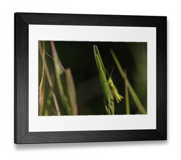 Framed Print : Small gold grasshopper, (Euthystira brachyptera) Framed Print : Small gold grasshopper, (Euthystira brachyptera)