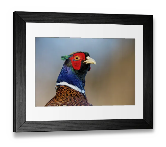 Framed Print : Pheasant, (Phasianus colchicus) Framed Print : Pheasant, (Phasianus colchicus)