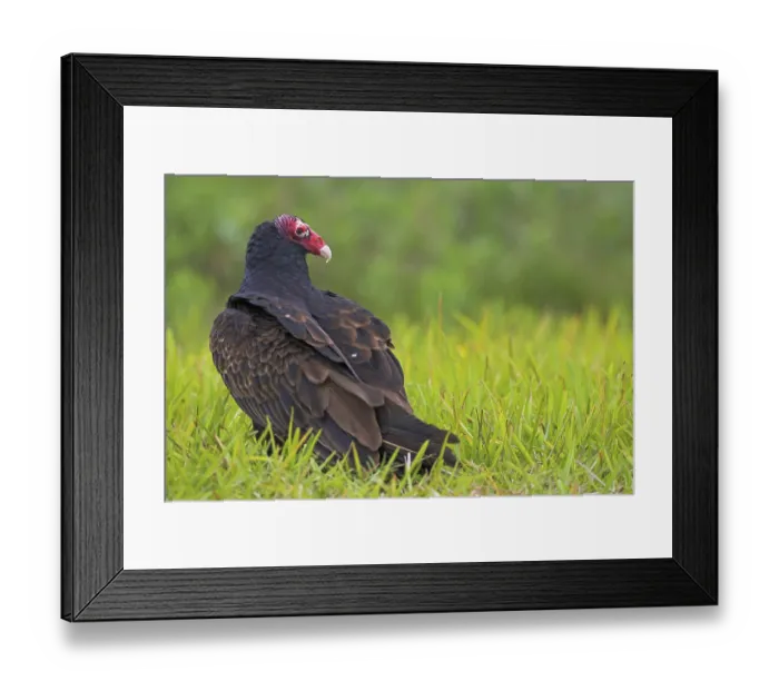 Framed Print : Turkey vulture, (Cathartes aura)