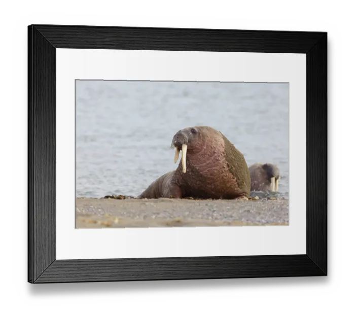 Framed Print : Walrus, (Odobenus rosmarus), (Trichechus rosmarus)