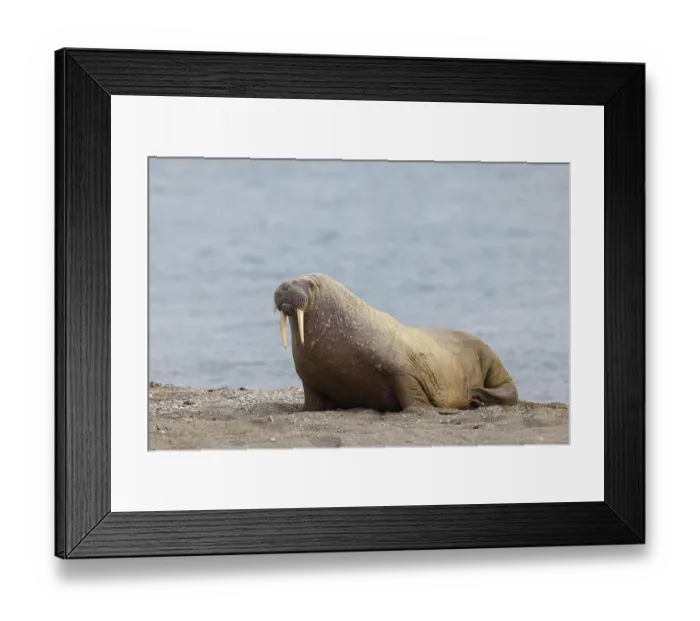 Framed Print : Walrus, (Odobenus rosmarus), (Trichechus rosmarus)