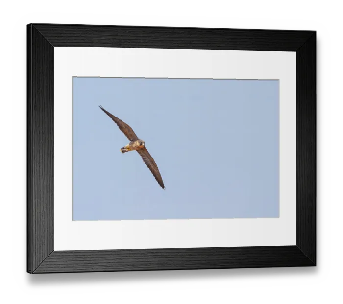 Framed Print : Slaty Falcon, (Falco concolor)